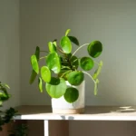 The Charming Chinese Money Plant