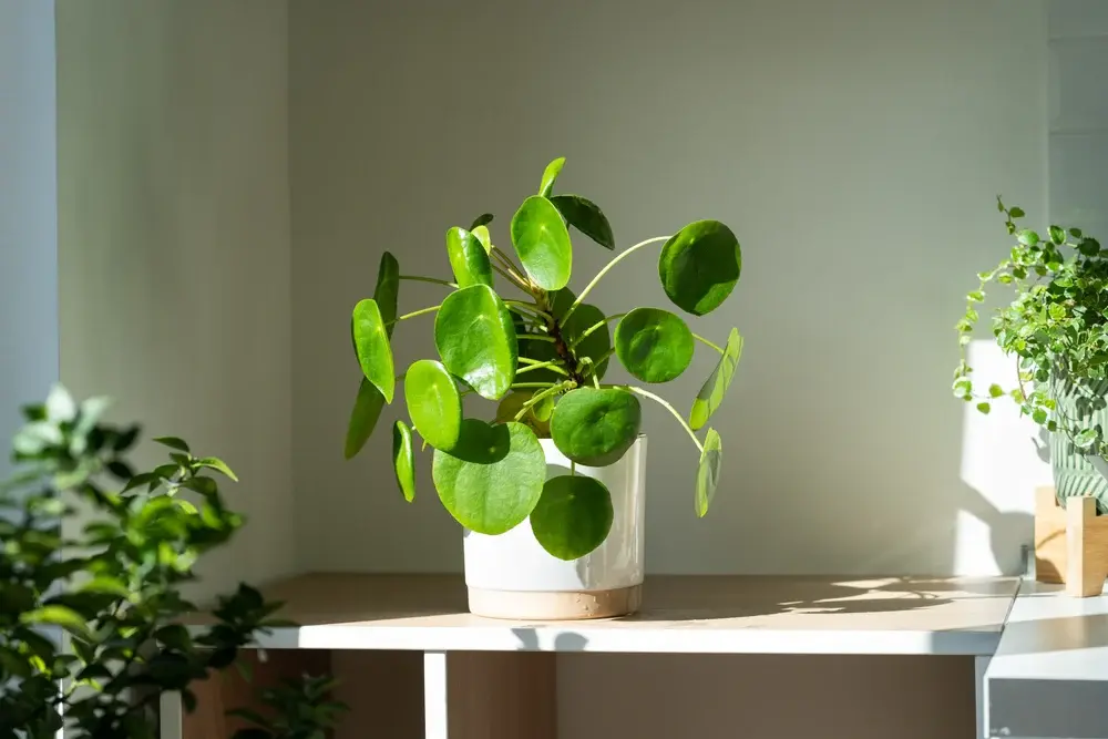 The Charming Chinese Money Plant