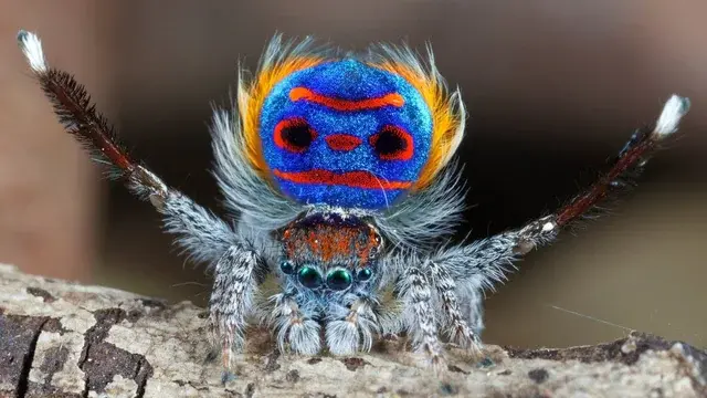 Jumping Spider Pet